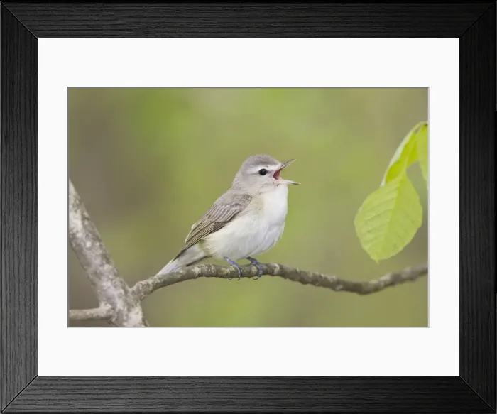 Framed Print : Warbling Vireo - Singing - Connecticut USA - May Framed Print : Warbling Vireo - Singing - Connecticut USA - May