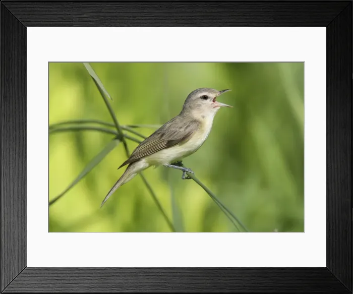 Framed Print : Warbling Vireo - Singing - Connecticut USA - June Framed Print : Warbling Vireo - Singing - Connecticut USA - June