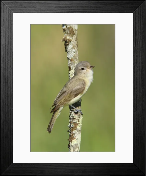 Framed Print : Warbling Vireo - Connecticut USA - June Framed Print : Warbling Vireo - Connecticut USA - June