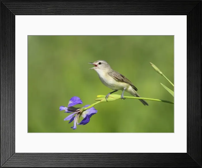 Framed Print : Warbling Vireo - Singing - Connecticut USA - June Framed Print : Warbling Vireo - Singing - Connecticut USA - June