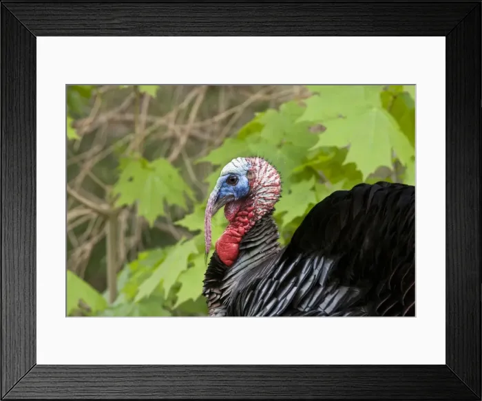 Framed Print : Wild Turkey - Tom or male. May in Connecticut USA Framed Print : Wild Turkey - Tom or male. May in Connecticut USA