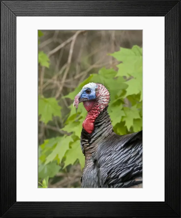 Framed Print : Wild Turkey - Tom or male - May in Connecticut USA Framed Print : Wild Turkey - Tom or male - May in Connecticut USA