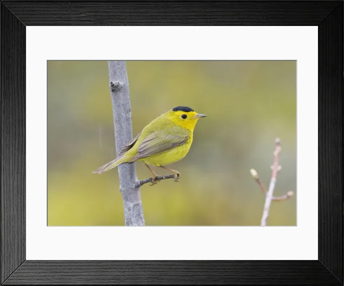 Framed Print : Wilson's Warbler - Maine USA - May