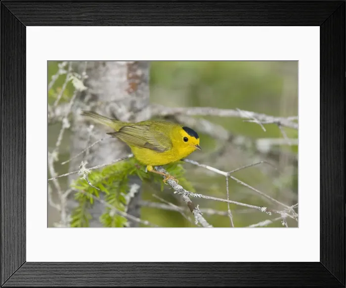 Framed Print : Wilson's Warbler - Maine USA May Framed Print : Wilson's Warbler - Maine USA May
