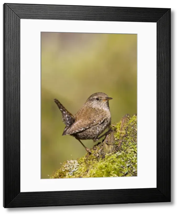Framed Print : Winter / Northern Wren - Maine USA May Framed Print : Winter / Northern Wren - Maine USA May