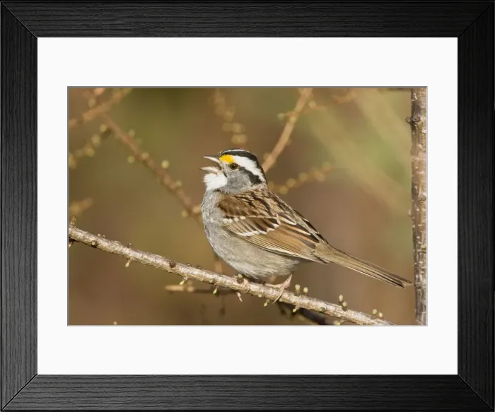Framed Print : White-throated Sparrow - Singing - On territory in Maine USA - May Framed Print : White-throated Sparrow - Singing - On territory in Maine USA - May