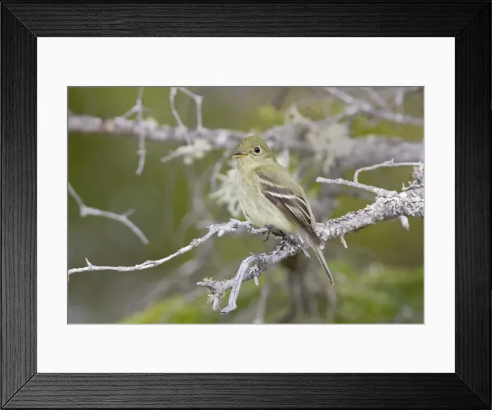 Framed Print : Yellow-bellied Flycatcher - Maine USA - May Framed Print : Yellow-bellied Flycatcher - Maine USA - May