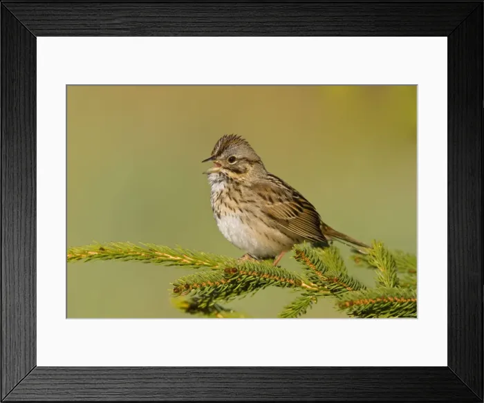 Framed Print : Lincoln's Sparrow - Singing - Maine USA May. Manipulated image (branch removed from picture) Framed Print : Lincoln's Sparrow - Singing - Maine USA May. Manipulated image (branch removed from picture)