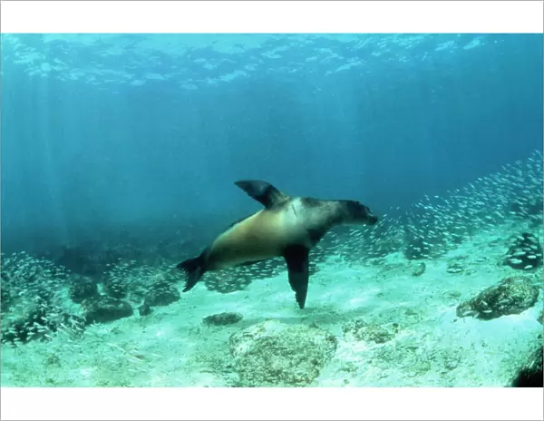 Galapagos Sealion - hunting fish Galapagos Islands