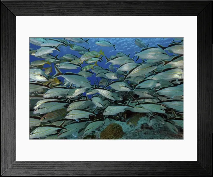 Framed Print : School of Grunts - Island of COZUMEL Yucatan Mexico Framed Print : School of Grunts - Island of COZUMEL Yucatan Mexico