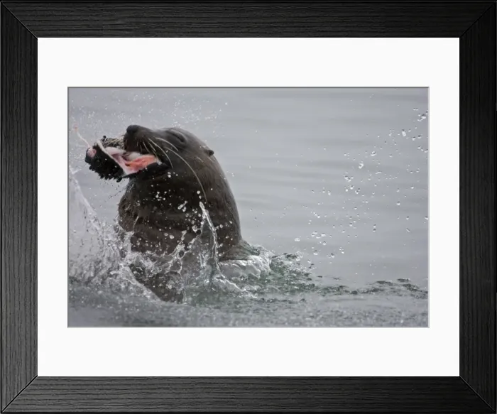 Framed Print : Cape Fur Seal Bull eating a seal pup Walvis Bay, Namibia, Africa Framed Print : Cape Fur Seal Bull eating a seal pup Walvis Bay, Namibia, Africa