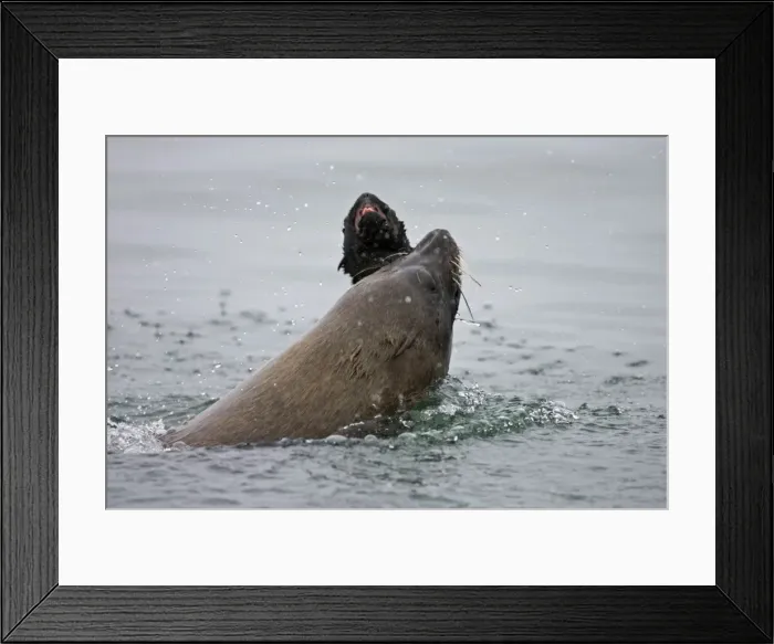 Framed Print : Cape Fur Seal Bull eating a seal pup Walvis Bay, Namibia, Africa Framed Print : Cape Fur Seal Bull eating a seal pup Walvis Bay, Namibia, Africa