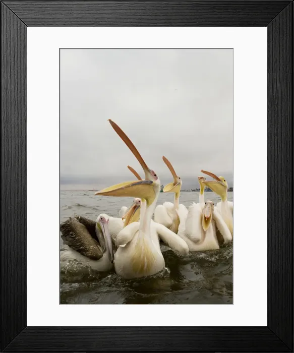 Framed Print : Great / Eastern White Pelican - Waiting for fish hand outs in Walvis Bay Harbour Walvis Bay-Namibia- Africa Framed Print : Great / Eastern White Pelican - Waiting for fish hand outs in Walvis Bay Harbour Walvis Bay-Namibia- Africa