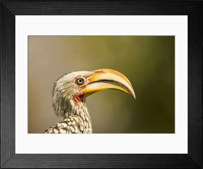 Framed Print : Southern Yellow Billed Hornbill - North Western Namibia- Africa Framed Print : Southern Yellow Billed Hornbill - North Western Namibia- Africa