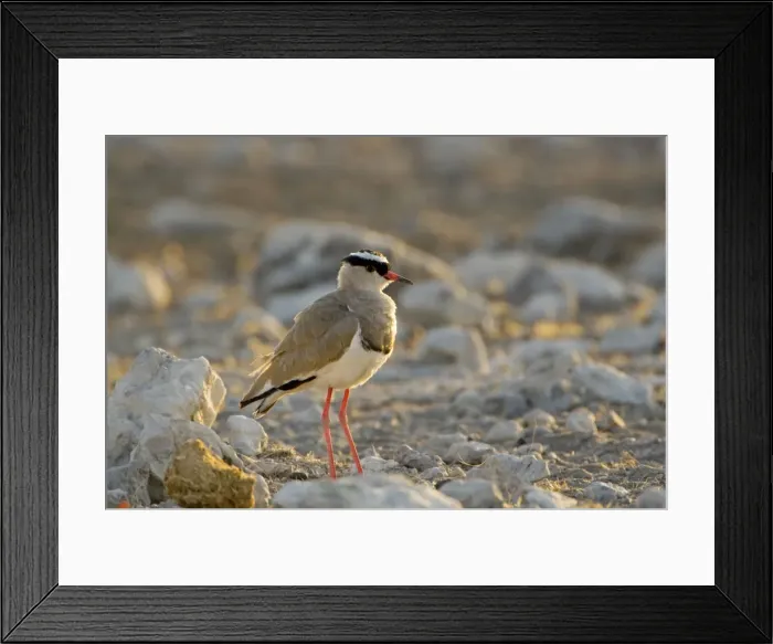 Framed Print : Crowned Lapwing / Plover - At dawn - Northern Namibia - Africa Framed Print : Crowned Lapwing / Plover - At dawn - Northern Namibia - Africa