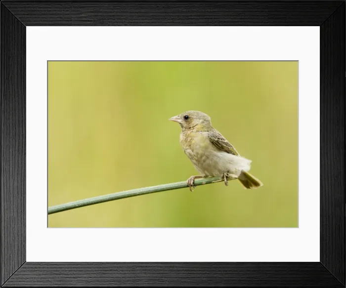 Framed Print : Southern Masked Weaver-Female-Perched on Bullrush-Feathers Ruffled North Western Namibia-Africa Framed Print : Southern Masked Weaver-Female-Perched on Bullrush-Feathers Ruffled North Western Namibia-Africa