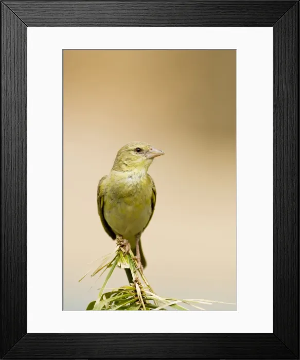 Framed Print : Southern Masked Weaver-Non-Breeding male portrait North Western Namibia- Africa Framed Print : Southern Masked Weaver-Non-Breeding male portrait North Western Namibia- Africa