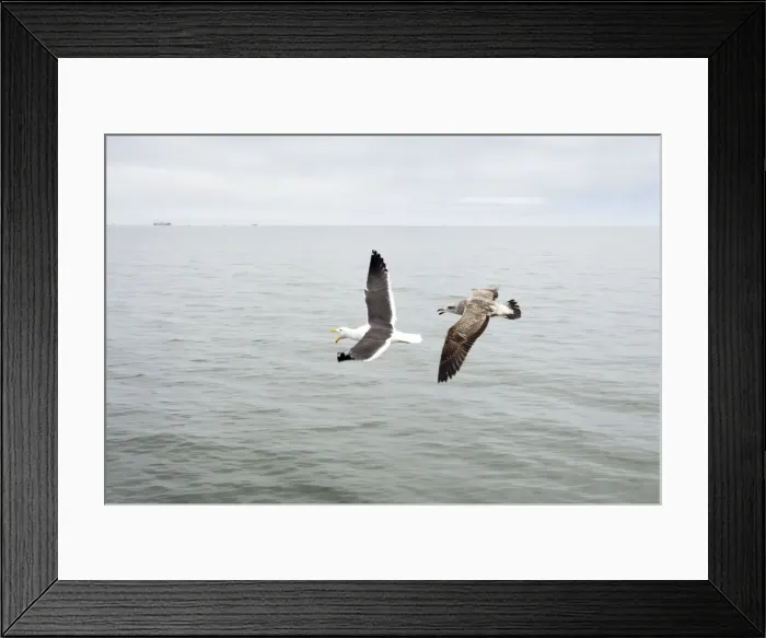 Framed Print : Cape / Kelp Gull - Adult and Juvenile in flight over the ocean Namibian Coast- Namibia- Africa Framed Print : Cape / Kelp Gull - Adult and Juvenile in flight over the ocean Namibian Coast- Namibia- Africa