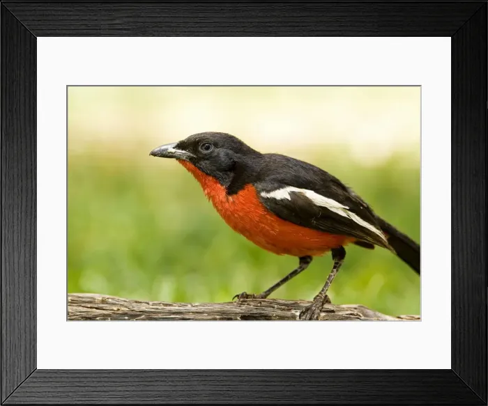 Framed Print : Crimson Breasted Shrike - North Western Namibia- Africa Framed Print : Crimson Breasted Shrike - North Western Namibia- Africa