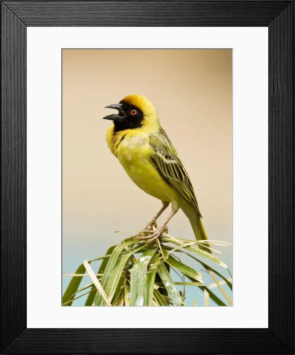 Framed Print : Southern Masked Weaver-Calling with chest inflated while perched- North Western Namibia- Africa Framed Print : Southern Masked Weaver-Calling with chest inflated while perched- North Western Namibia- Africa