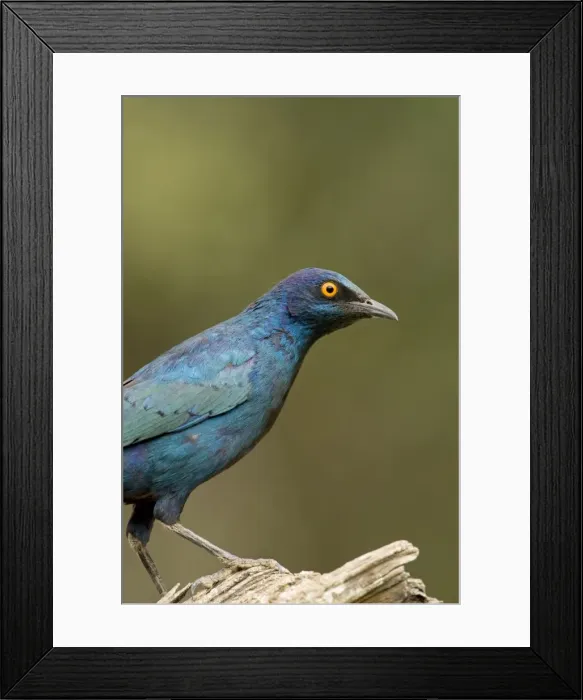 Framed Print : Cape Glossy Starling - North Western Namibia- Africa Framed Print : Cape Glossy Starling - North Western Namibia- Africa
