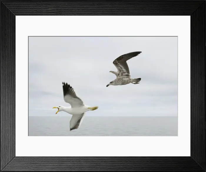 Framed Print : Cape / Kelp Gull - Adult and Juvenile in flight over the ocean Namibian Coast- Namibia- Africa Framed Print : Cape / Kelp Gull - Adult and Juvenile in flight over the ocean Namibian Coast- Namibia- Africa