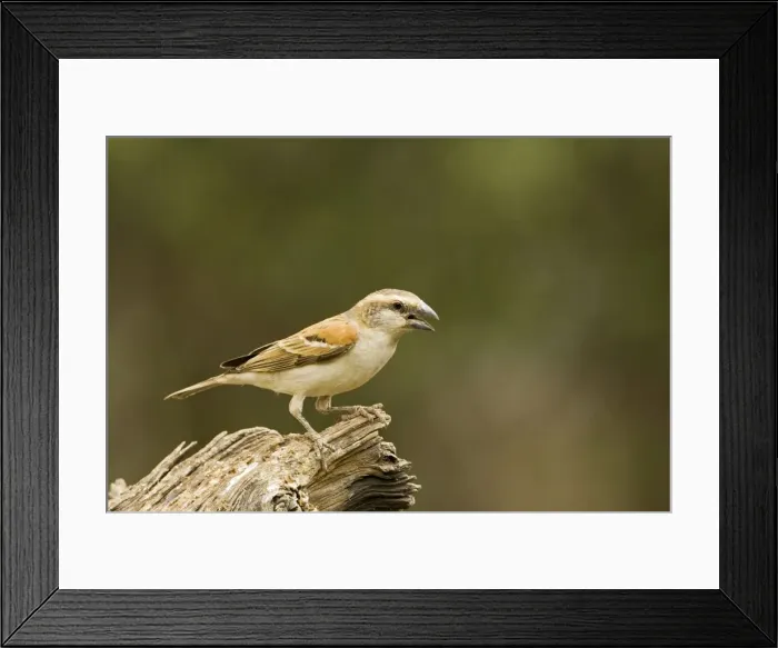 Framed Print : Great Sparrow - Female calling -North Western Namibia- Africa Framed Print : Great Sparrow - Female calling -North Western Namibia- Africa