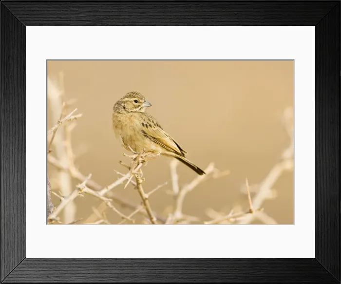 Framed Print : Lark-like Bunting-Looking back over its shoulder North Western Namibia- Africa Framed Print : Lark-like Bunting-Looking back over its shoulder North Western Namibia- Africa