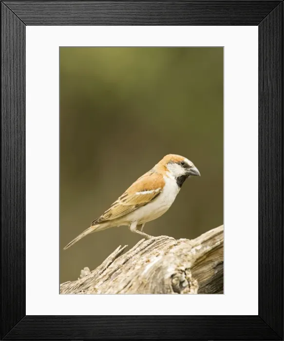 Framed Print : Great Sparrow-Male perched on a dead tree North Western Namibia- Africa Framed Print : Great Sparrow-Male perched on a dead tree North Western Namibia- Africa