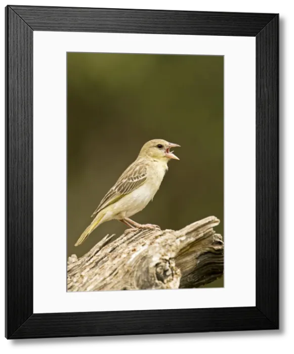 Framed Print : Southern Masked Weaver - Female side profile perched on dead tree singing- North Western Namibia- Africa Framed Print : Southern Masked Weaver - Female side profile perched on dead tree singing- North Western Namibia- Africa