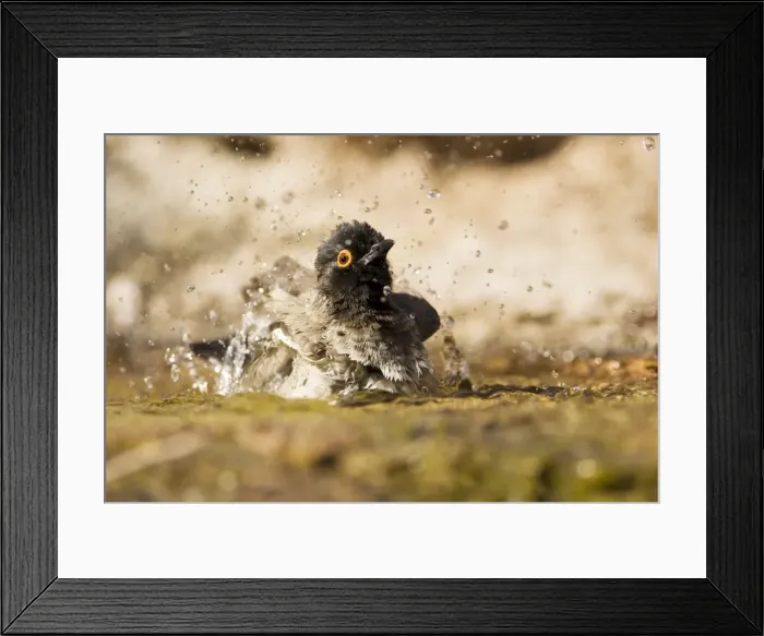 Framed Print : African Red Eyed Bulbul - Bathing in a puddle Damaraland-North Western Namibia-Africa Framed Print : African Red Eyed Bulbul - Bathing in a puddle Damaraland-North Western Namibia-Africa