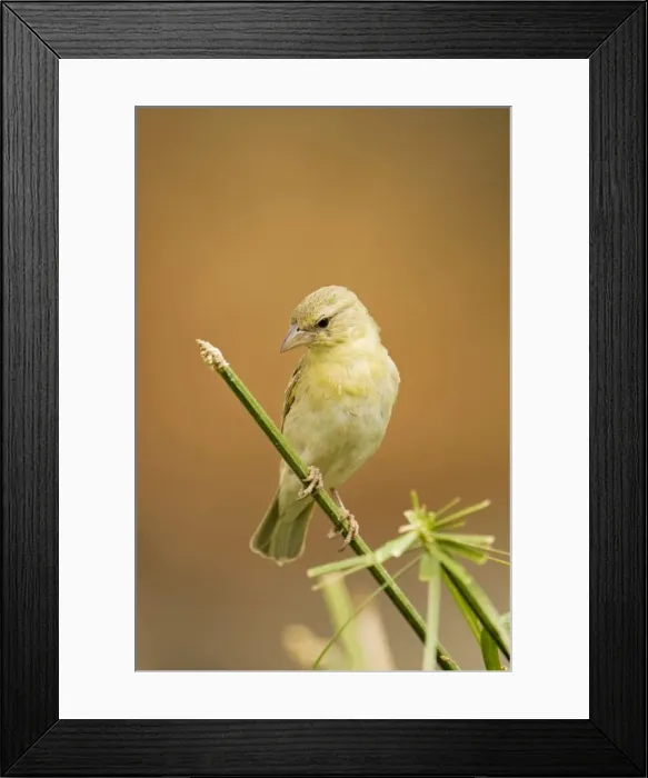 Framed Print : Southern Masked Weaver - Female perched on green stem- North Western Namibia- Africa Framed Print : Southern Masked Weaver - Female perched on green stem- North Western Namibia- Africa