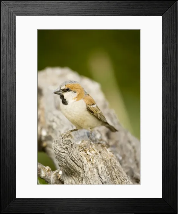Framed Print : Great Sparrow - perched on a dead tree- North Western Namibia- Africa Framed Print : Great Sparrow - perched on a dead tree- North Western Namibia- Africa