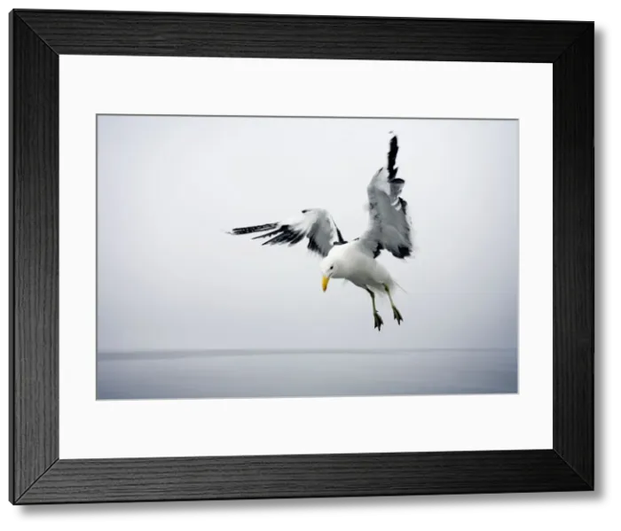 Framed Print : Cape Kelp Gull - Attempting to hover during misty conditions Atlantic Coast-Namibia-Africa Framed Print : Cape Kelp Gull - Attempting to hover during misty conditions Atlantic Coast-Namibia-Africa