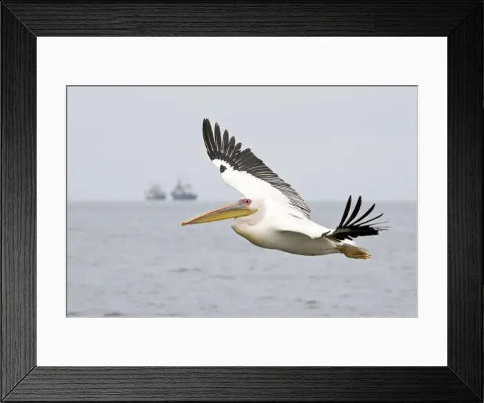 Framed Print : Great White Pelican - In flight with Fishing Trawler on the Horizon Walvis Bay-Namibia-Africa Framed Print : Great White Pelican - In flight with Fishing Trawler on the Horizon Walvis Bay-Namibia-Africa