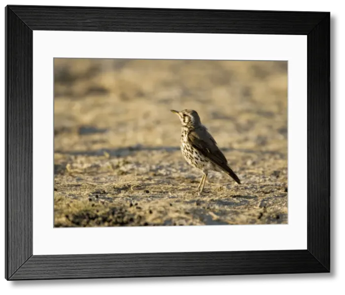 Framed Print : Groundscraper Thrush - Warming itself at dawn- Northern Namibia- Africa Framed Print : Groundscraper Thrush - Warming itself at dawn- Northern Namibia- Africa
