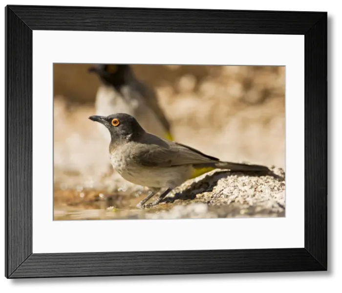 Framed Print : African Red Eyed Bulbul-Drinking from a puddle- Damaraland-North Western Namibia-Africa Framed Print : African Red Eyed Bulbul-Drinking from a puddle- Damaraland-North Western Namibia-Africa