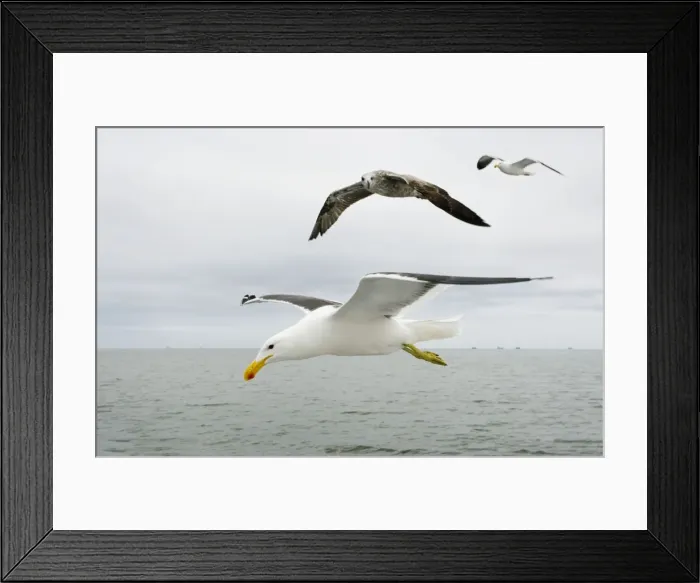 Framed Print : Cape / Kelp Gull - Two adults and a juvenile in flight over the ocean Namibian Coast- Namibia- Africa Framed Print : Cape / Kelp Gull - Two adults and a juvenile in flight over the ocean Namibian Coast- Namibia- Africa