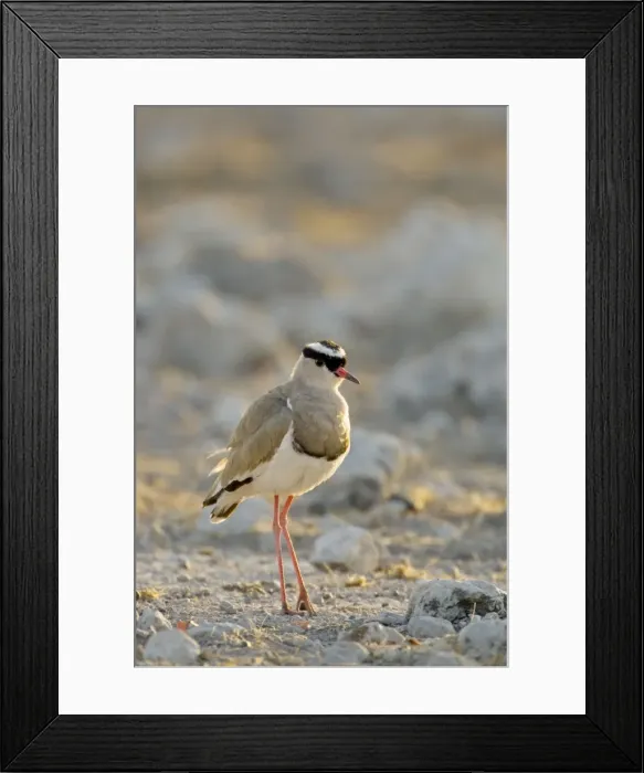 Framed Print : Crowned Lapwing / Plover - At dawn- Northern Namibia- Africa Framed Print : Crowned Lapwing / Plover - At dawn- Northern Namibia- Africa