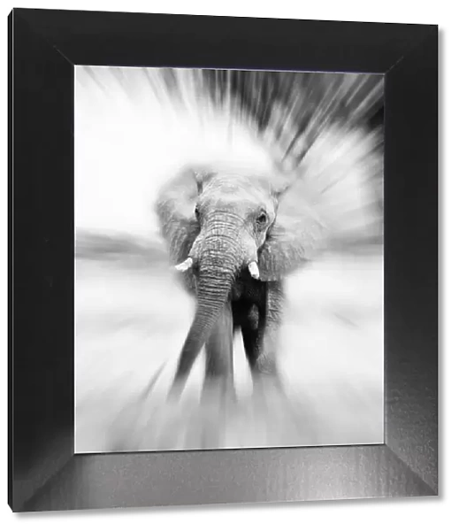 African Elephant-Zoomburst effect - Aba Huab River - Damaraland - Namibia - Africa
