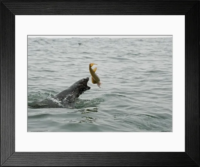 Framed Print : Cape Fur Seal - Thrashing a Sand Shark around - Atlantic Ocean - Namibia - Africa Framed Print : Cape Fur Seal - Thrashing a Sand Shark around - Atlantic Ocean - Namibia - Africa