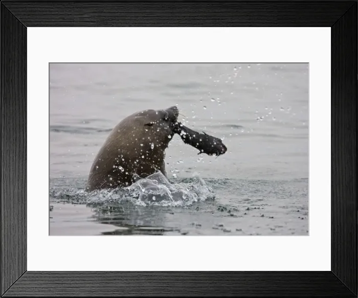 Framed Print : Cape Fur Seal Bull eating a seal pup Walvis Bay, Namibia, Africa Framed Print : Cape Fur Seal Bull eating a seal pup Walvis Bay, Namibia, Africa