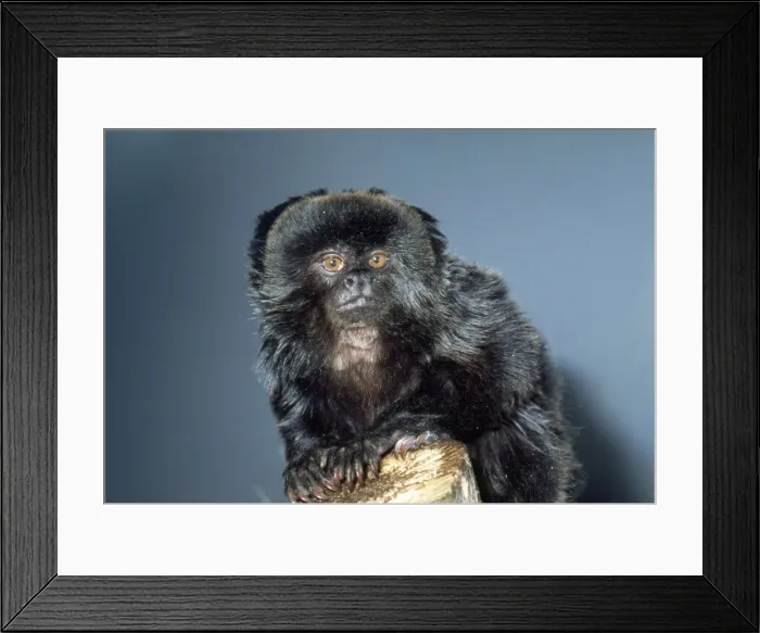 Framed Print : Goeld's Monkey - endangered Peru, Brazil, Columbia, Bolivia