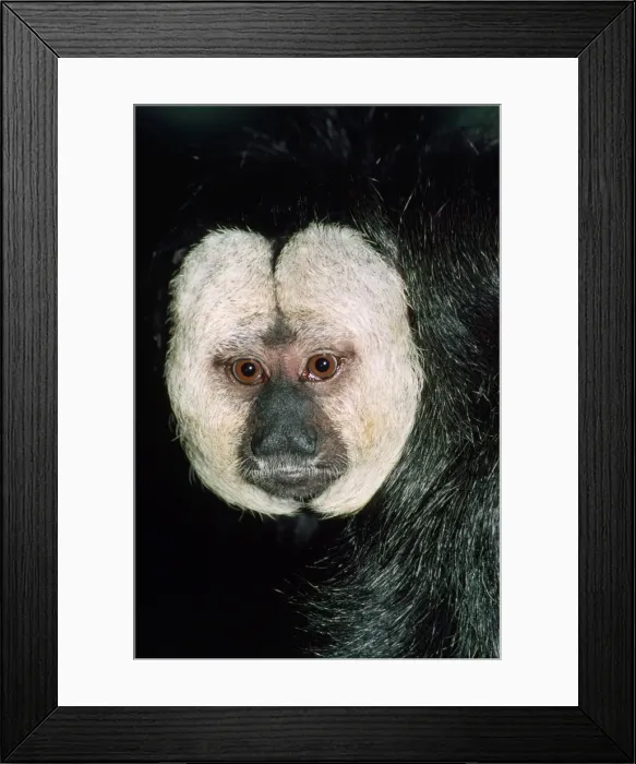 Framed Print : Saki / White-faced / Guinan Monkey Rainforests of Northern South America Framed Print : Saki / White-faced / Guinan Monkey Rainforests of Northern South America
