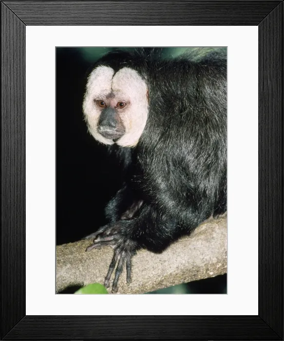 Framed Print : Saki / White-faced / Guinan Monkey Rainforests of Northern South America Framed Print : Saki / White-faced / Guinan Monkey Rainforests of Northern South America