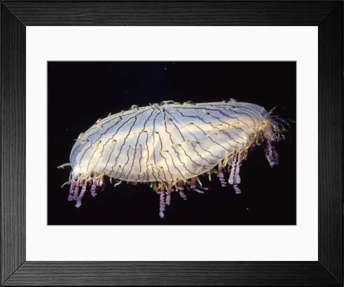 Framed Print : Flower Hat Jelly Fish Sea of Japan (southern Japan) Framed Print : Flower Hat Jelly Fish Sea of Japan (southern Japan)