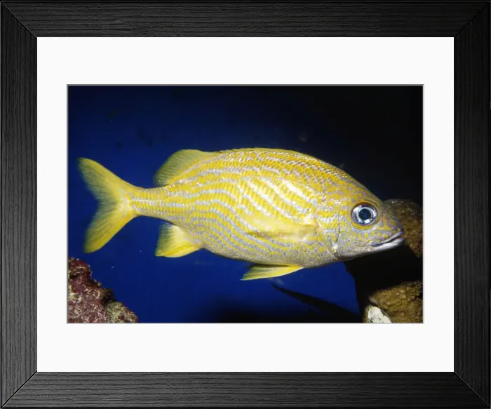 Framed Print : French Grunt Florida to Brazil Framed Print : French Grunt Florida to Brazil
