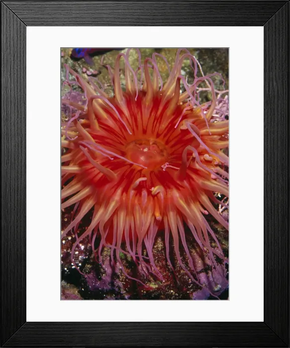 Framed Print : White-Spotted Anemone Monterey Bay, California Framed Print : White-Spotted Anemone Monterey Bay, California