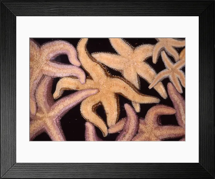 Framed Print : Ochre Star Alaska to Mexico Framed Print : Ochre Star Alaska to Mexico