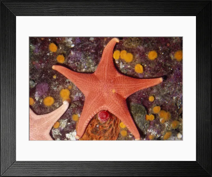 Framed Print : Red Sea Star Monterey Bay, California, USA Framed Print : Red Sea Star Monterey Bay, California, USA